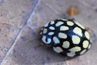 Sospita vigintiguttata