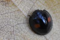 Chilocorus renipustulatus