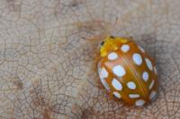 Halyzia sedecimguttata