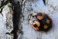 Adalia decempunctata
