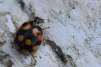 Adalia decempunctata
