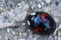 Harmonia axyridis