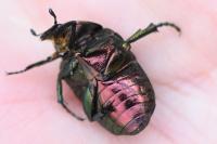 Cetonia aurata