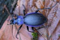 Carabus problematicus