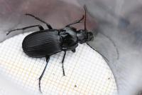 Abax parallelepipedus