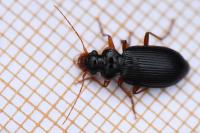 Leistus rufomarginatus