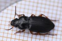 Anisodactylus binotatus