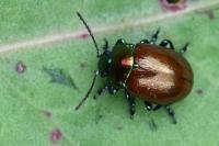 Chrysolina polita