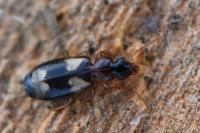 Calodromius bifasciatus