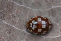Myrrha octodecimguttata