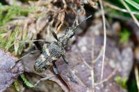 Rhagium mordax