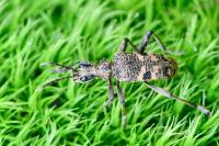 Rhagium mordax
