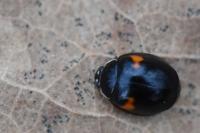 Adalia decempunctata
