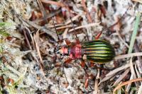 Carabus auronitens