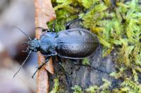 Carabus nemoralis