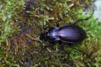 Carabus nemoralis