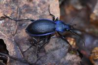Carabus problematicus