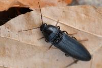 Melanotus villosus