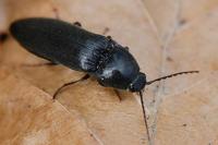Melanotus villosus