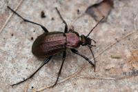 Carabus arvensis