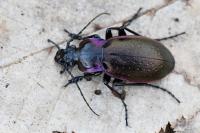 Carabus nemoralis