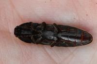 Melanotus villosus