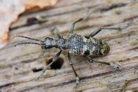 Rhagium mordax