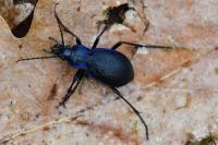 Carabus problematicus