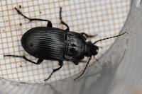 Abax ovalis