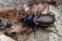 Carabus nemoralis