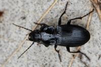 Abax parallelus