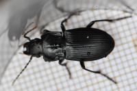Abax parallelus