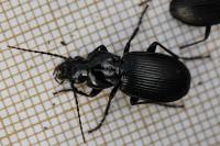 Pterostichus cristatus