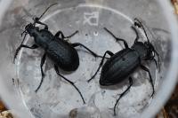 Carabus arvensis