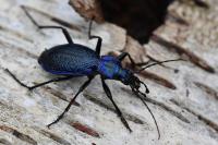 Carabus intricatus