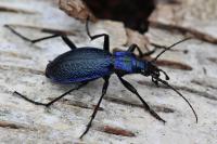 Carabus intricatus