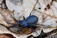 Carabus problematicus