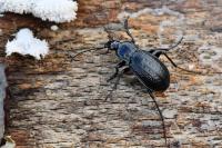Carabus arvensis