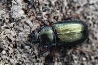 Platycerus caraboides