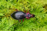 Carabus auronitens