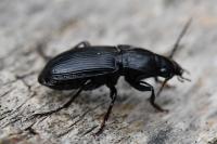 Abax parallelus