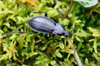 Carabus arvensis