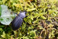 Carabus arvensis
