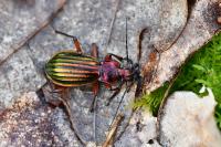 Carabus auronitens