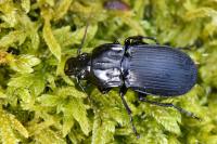 Abax parallelepipedus