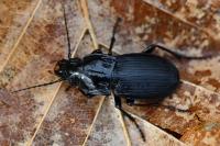 Abax parallelepipedus