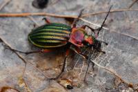 Carabus auronitens