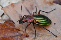 Carabus auronitens