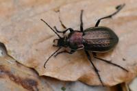 Carabus arvensis