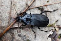 Abax parallelepipedus